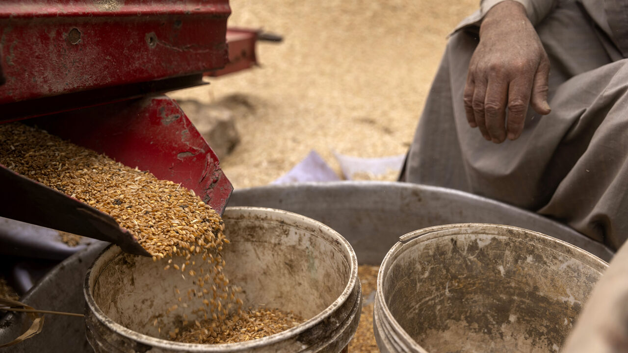 Harvested wheat in Qursaya island, Cairo, Egypt, May 16, 2022.