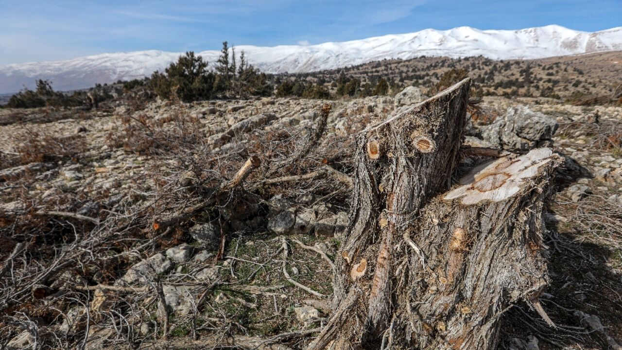 The trunk of a felled juniper tree is seen near the Lebanese village of Barqa