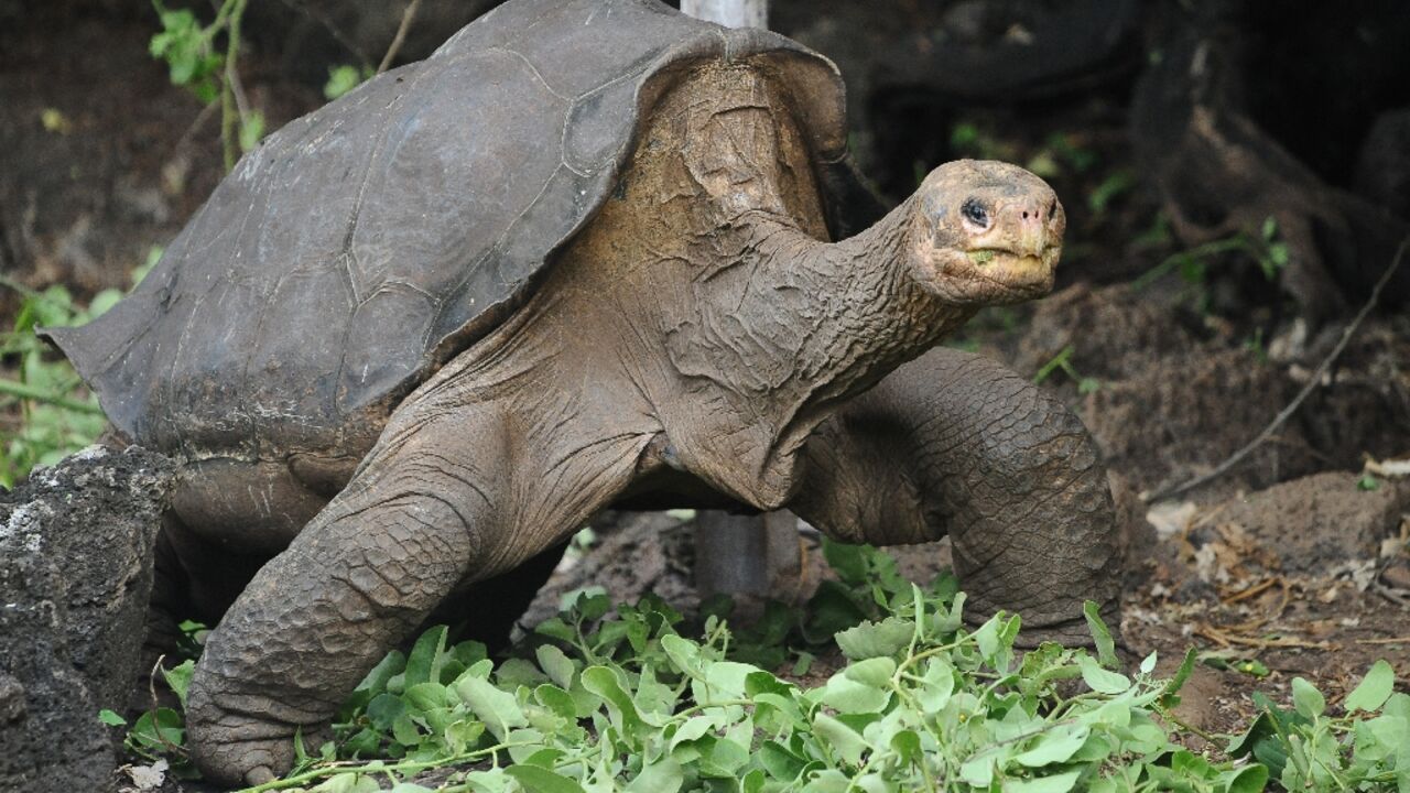Lonesome George was the last known Pinta Island Tortoise, from the Galapagos Archipelago Lonesome George was the last known Pinta Island Tortoise, from the Galapagos Archipelago