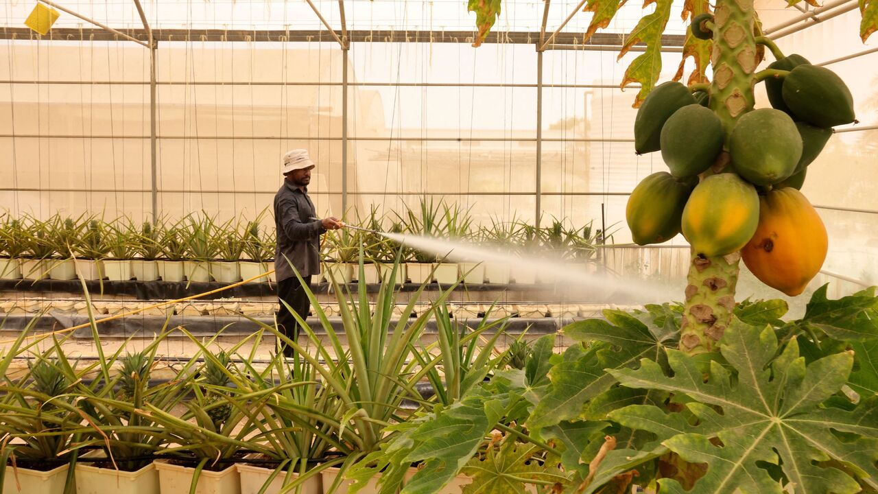 A farmer waters potted pineapple plants at a greenhouse in al-Awir desert in the Gulf emirate of Dubai on July 7, 2022. (Photo by Karim SAHIB / AFP) (Photo by KARIM SAHIB/AFP via Getty Images)