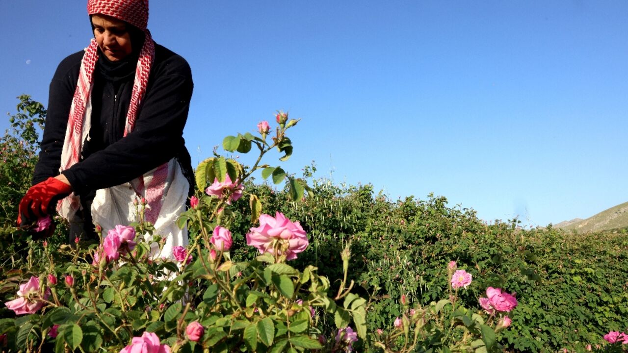 The oil derived from the famed Damask rose is a staple of perfumers, while rose water is used across the Middle East The oil derived from the famed Damask rose is a staple of perfumers, while rose water is used across the Middle East