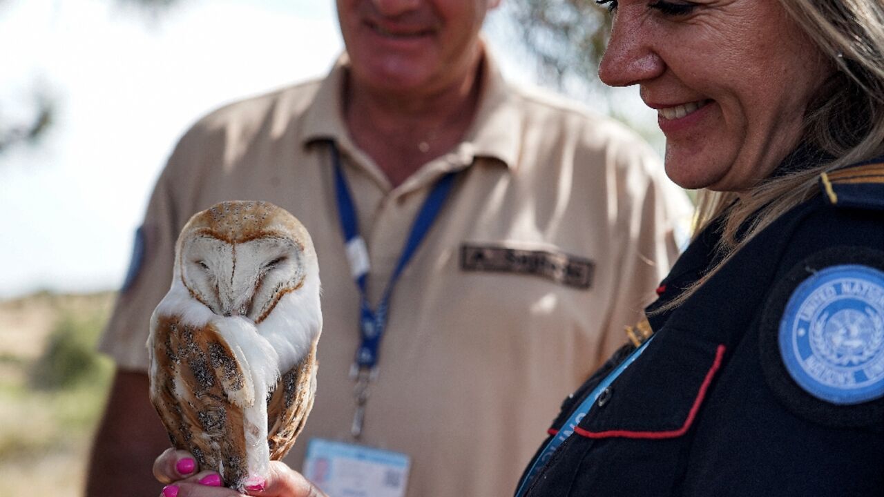 The rodents that once ran rampant in the buffer zone diving Cyprs, destroying crops, are being driven out by owls