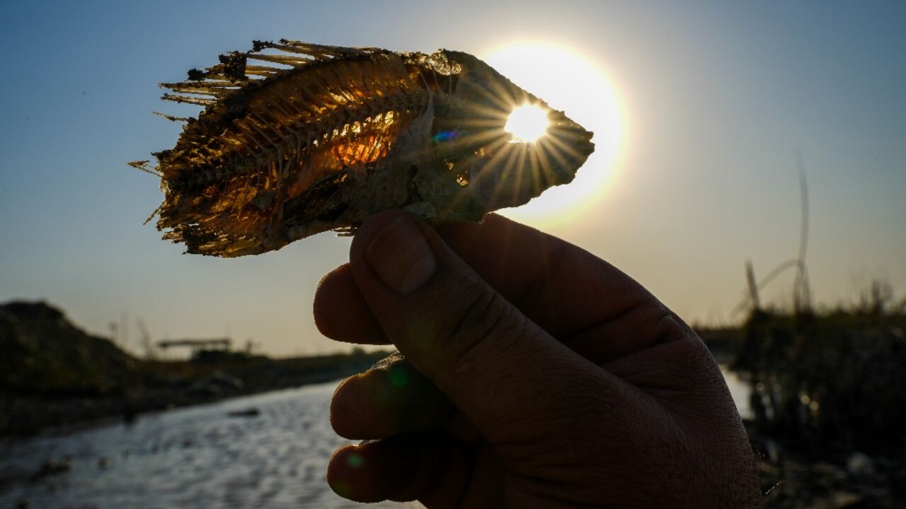 A man holds up a skeleton of a fish in a dried out marsh in Chibayish, Iraq A man holds up a skeleton of a fish in a dried out marsh in Chibayish, Iraq