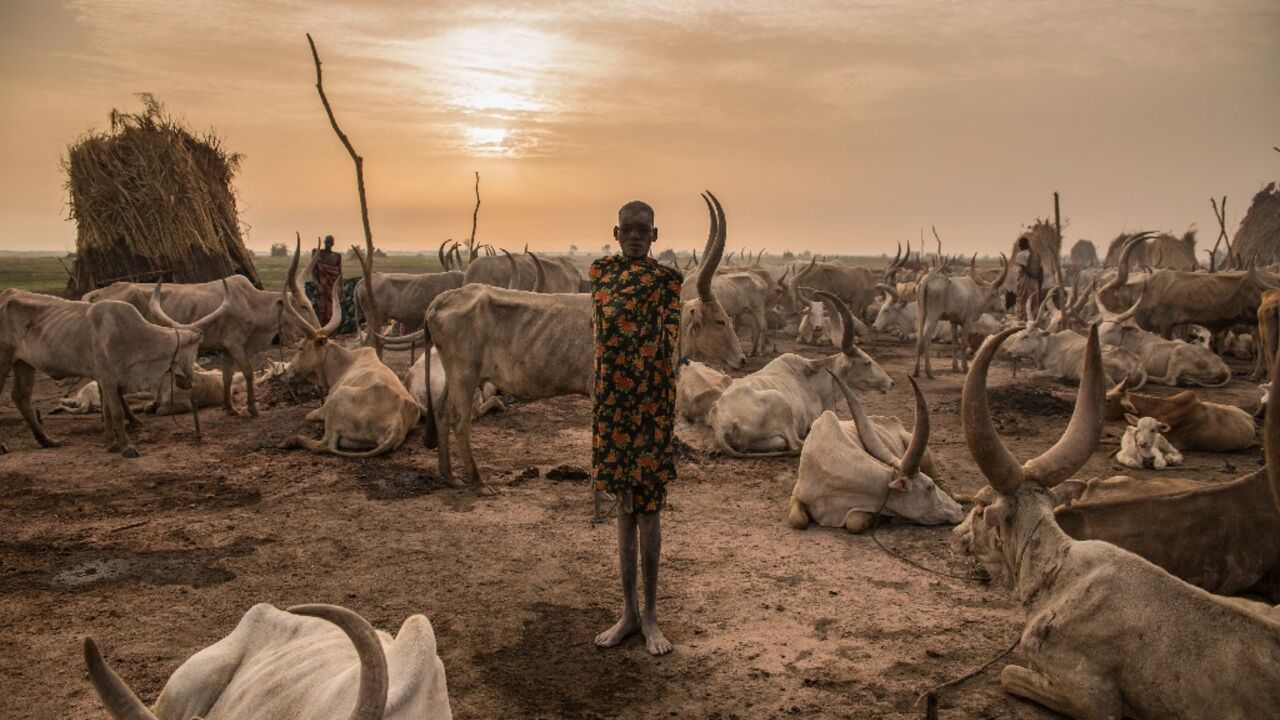 Cows would be helped if humans reduce fossil fuel use and limit the expansion of cattle farming