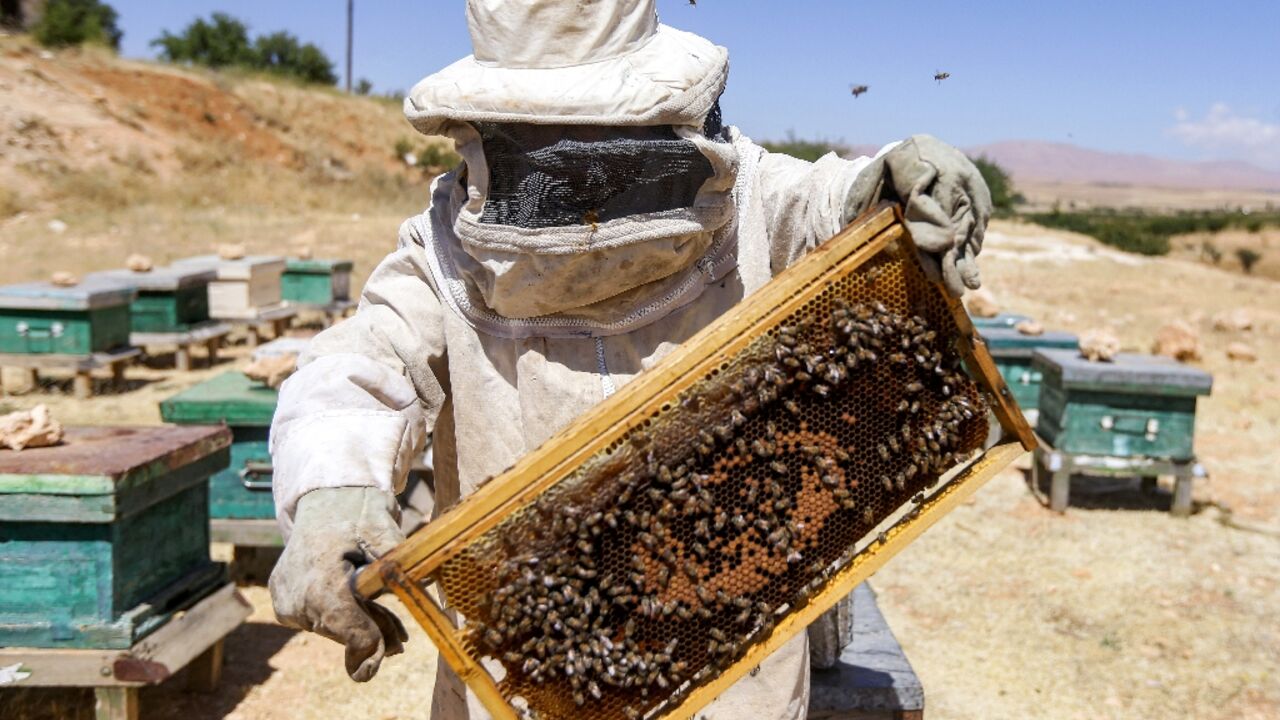 Syrian beekeeper Ibrahim Damiriya tends to his hives near Damascus