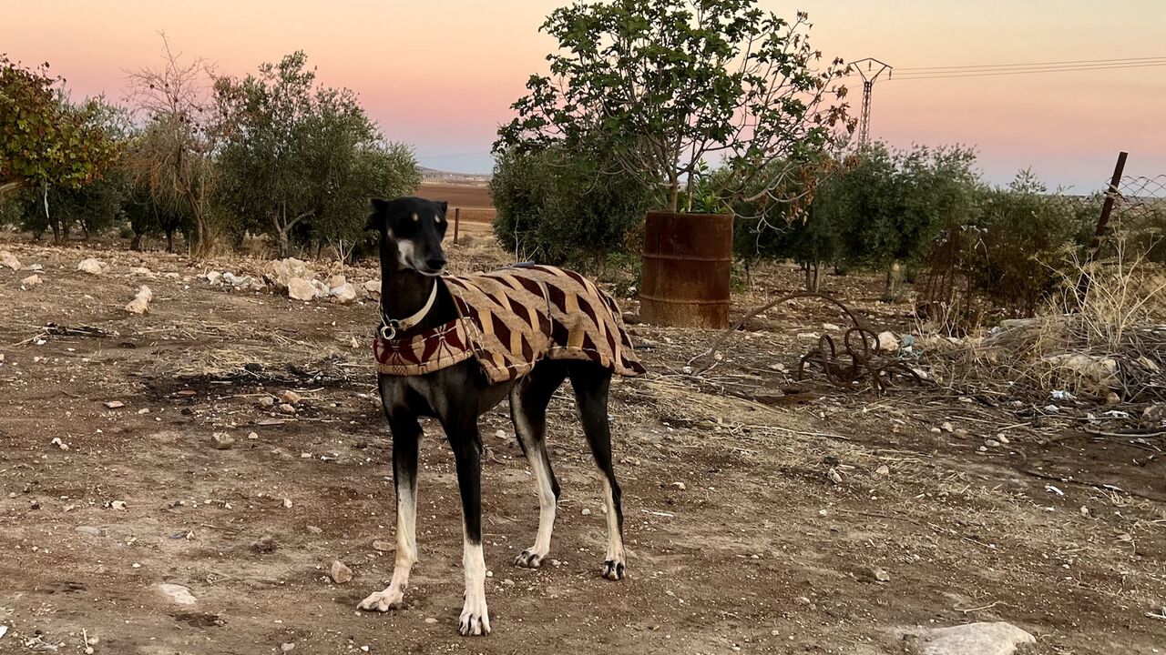 Hatira, a Saluki who runs “like a bullet,” in Aliyaa, Syria on Nov. 22, 2023.