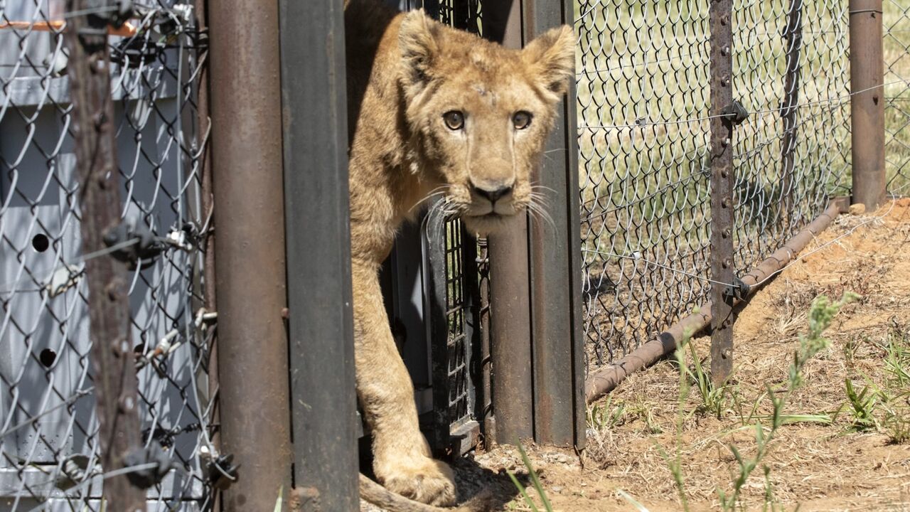 Eleven lions have been moved from the Sudan conflict zone to a sanctuary in South Africa.