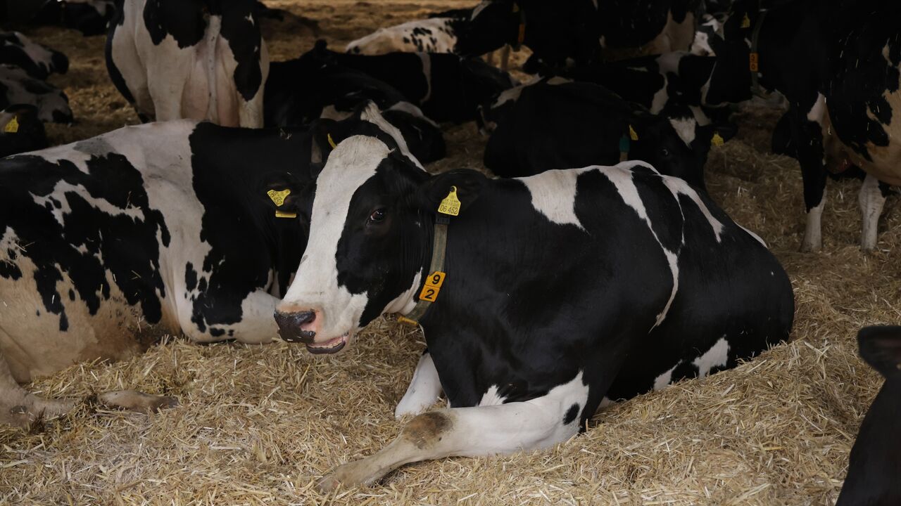 Dairy cows recline in a barn at the Havelland Ribbeck farm on March 22, 2024 near Nauen, Germany.