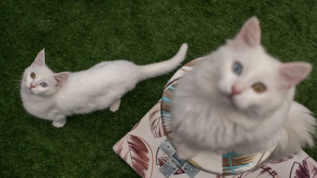 Turkish Van cats play in an enclosure at the Van Cat Research Center on Feb. 8, 2018, in Van, Turkey.