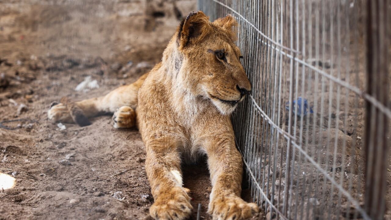 A lioness rests in Khan Yunis, Gaza, after it was evacuated from Rafah by its owner to escape the Israeli offensive A lioness rests in Khan Yunis, Gaza, after it was evacuated from Rafah by its owner to escape the Israeli offensive