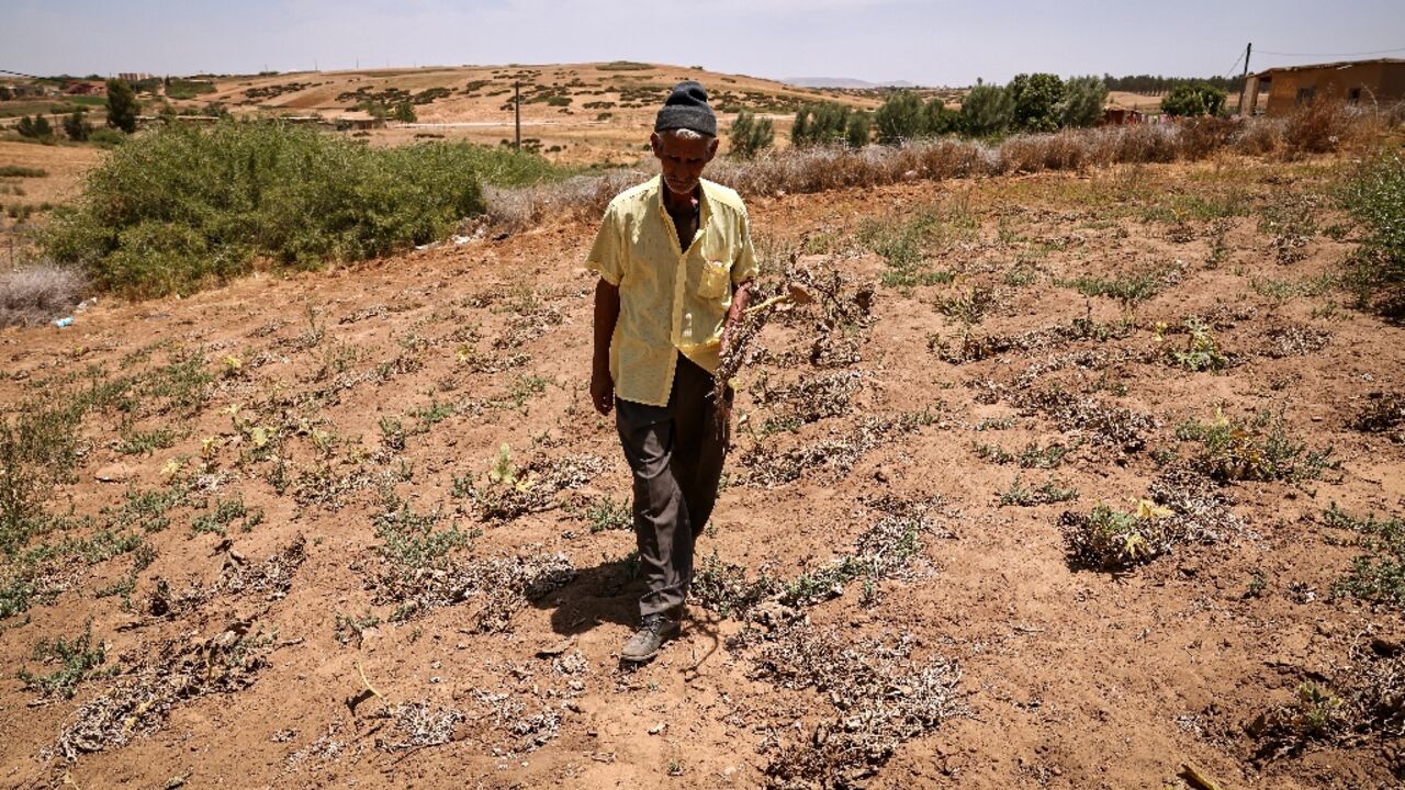 A man inspects his damaged crops, in the Moroccan town of Sidi Slimane, after six years of drought A man inspects his damaged crops, in the Moroccan town of Sidi Slimane, after six years of drought