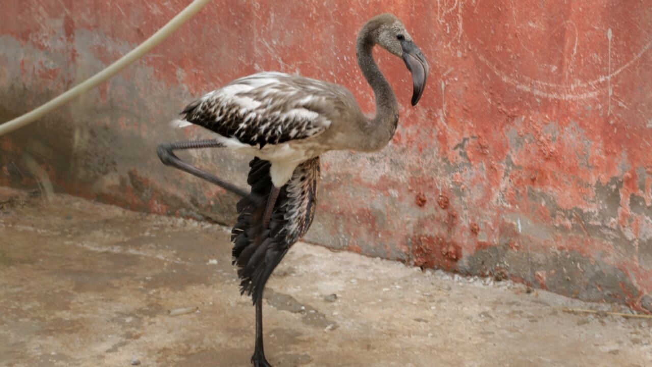 A rescued flamingo is pictured at a sanctuary where the birds had been brought after their lake dried up in Algeria A rescued flamingo is pictured at a sanctuary where the birds had been brought after their lake dried up in Algeria