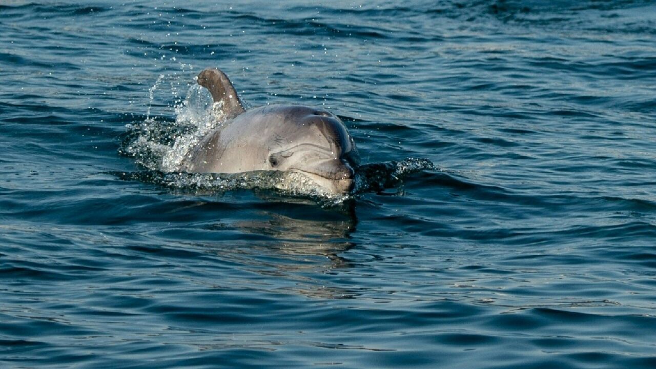A dolphin swims in the Bosphorus strait that cuts through Istanbul A dolphin swims in the Bosphorus strait that cuts through Istanbul