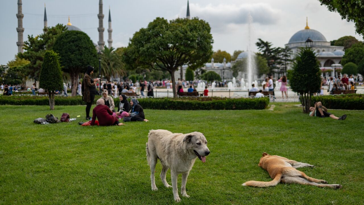 Stray dogs lie on the grass in front of the Blue Mosque in Istanbul on August 23, 2022.