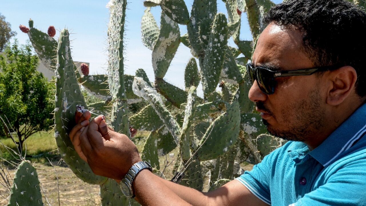 In Chebika, as in other rural areas in central Tunisia, many farmers' fields of prickly pear have been spoiled by the cochineal, which swept through North Africa 10 years ago