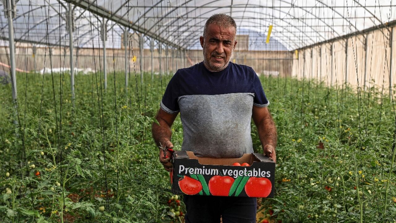 Hussein Jamil is one of dozens of Palestinian farmers who have set up greenhouses in the West Bank after they lost permission to work in Israel in the wake of the Gaza war 