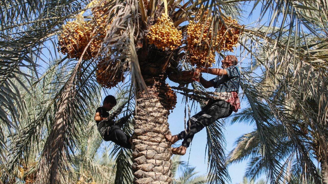 The nubmer of date palms in Iraq has rebounded to levels not seen since the 1980s, but they face a growing threat of drought