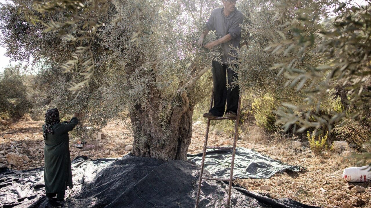 Olive harvests are central to Palestinian life and culture, said the independent experts