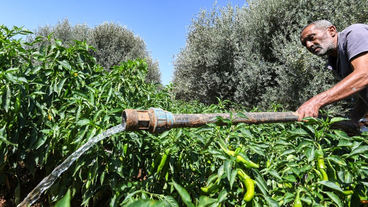 A dam built by a woman farmer in a Tunisian village has turned her into a local hero after it helped increase local growers' yields A dam built by a woman farmer in a Tunisian village has turned her into a local hero after it helped increase local growers' yields
