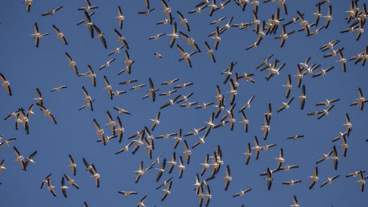 A flock of pelicans flies over the Hula Valley in northern Israel during their winter migration from Europe to Africa A flock of pelicans flies over the Hula Valley in northern Israel during their winter migration from Europe to Africa