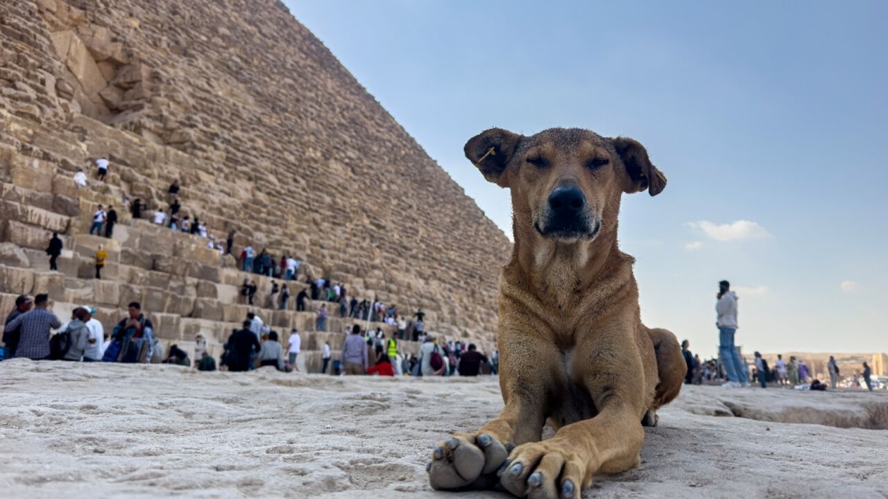 A pack of about eight dogs has made its home among the ancient ruins of the Giza Pyramids