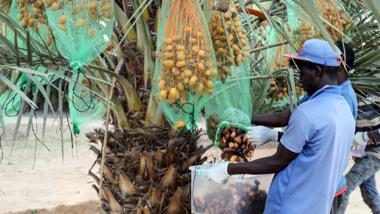 Mejhoul dates, native to Morocco's semi-arid regions, are famed for their large size, tender texture and rich sweetness