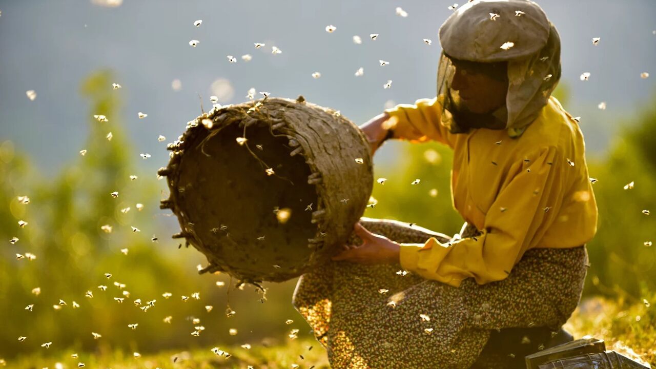 honeyland
