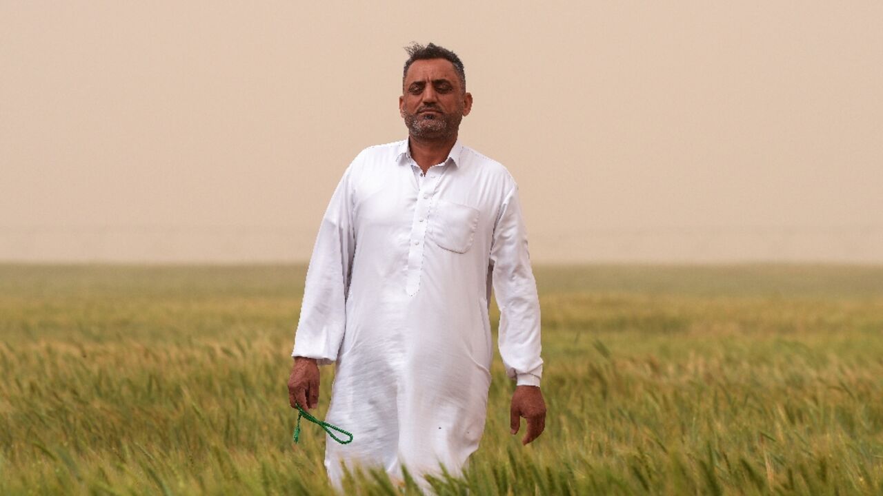 Iraqi farmer Hadi Saheb says he is cultivating 20 times more land than before in the Najaf desert thanks to groundwater and a government initiative Iraqi farmer Hadi Saheb says he is cultivating 20 times more land than before in the Najaf desert thanks to groundwater and a government initiative