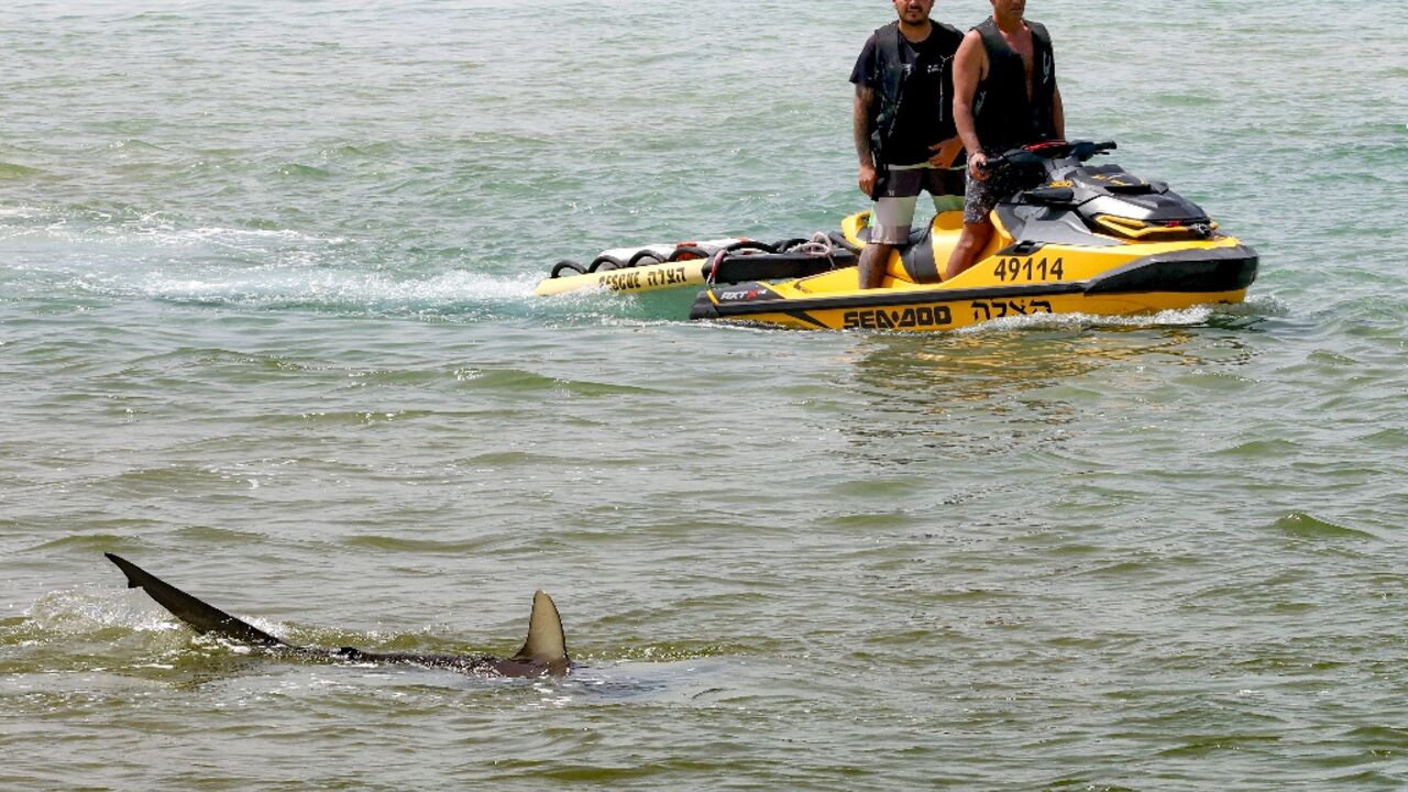 The sharks are drawn to the warm water discharged by a power station off Israel's Mediterranean coast The sharks are drawn to the warm water discharged by a power station off Israel's Mediterranean coast