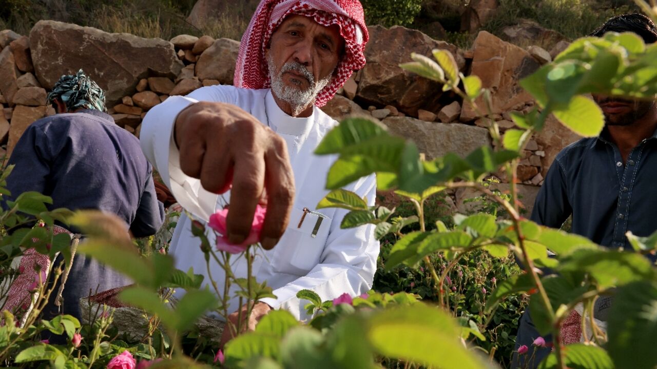 Khalaf Allah al-Talhi: 'I love roses and take care of them more than I care for my own children' Khalaf Allah al-Talhi: 'I love roses and take care of them more than I care for my own children'