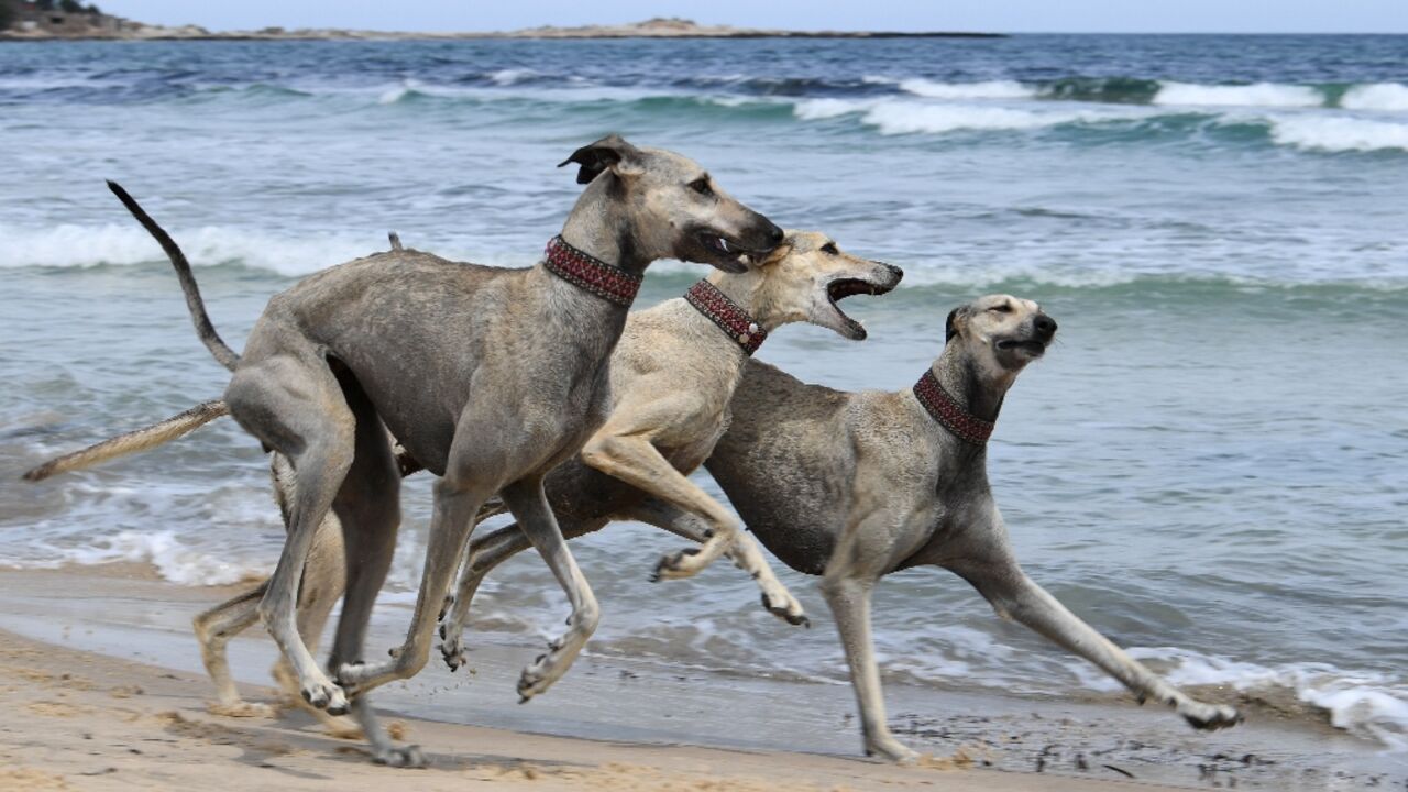 Unregulated crossbreeding and habitat shifts put the age-old North African Sloughi at risk Unregulated crossbreeding and habitat shifts put the age-old North African Sloughi at risk
