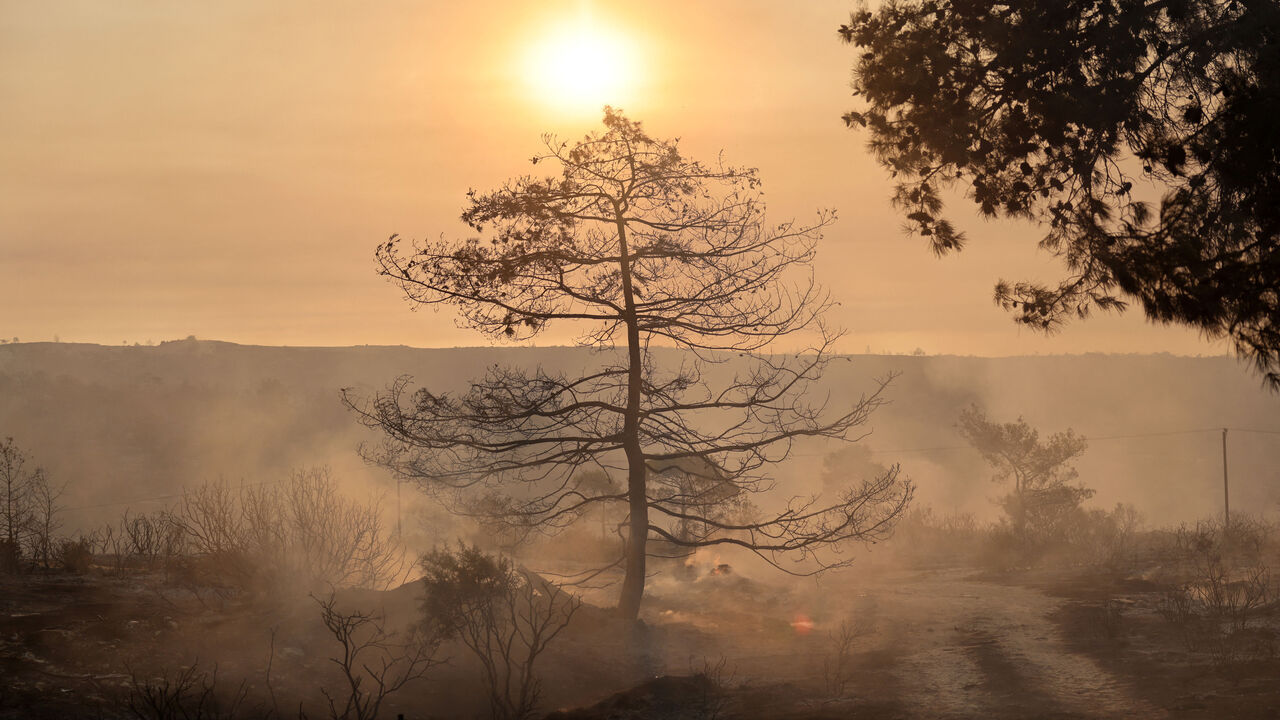 A burnt tree is seen during a wildfire at the area of Souni near Limassol, Cyprus July 24, 2025. REUTERS/Yiannis Kourtoglou