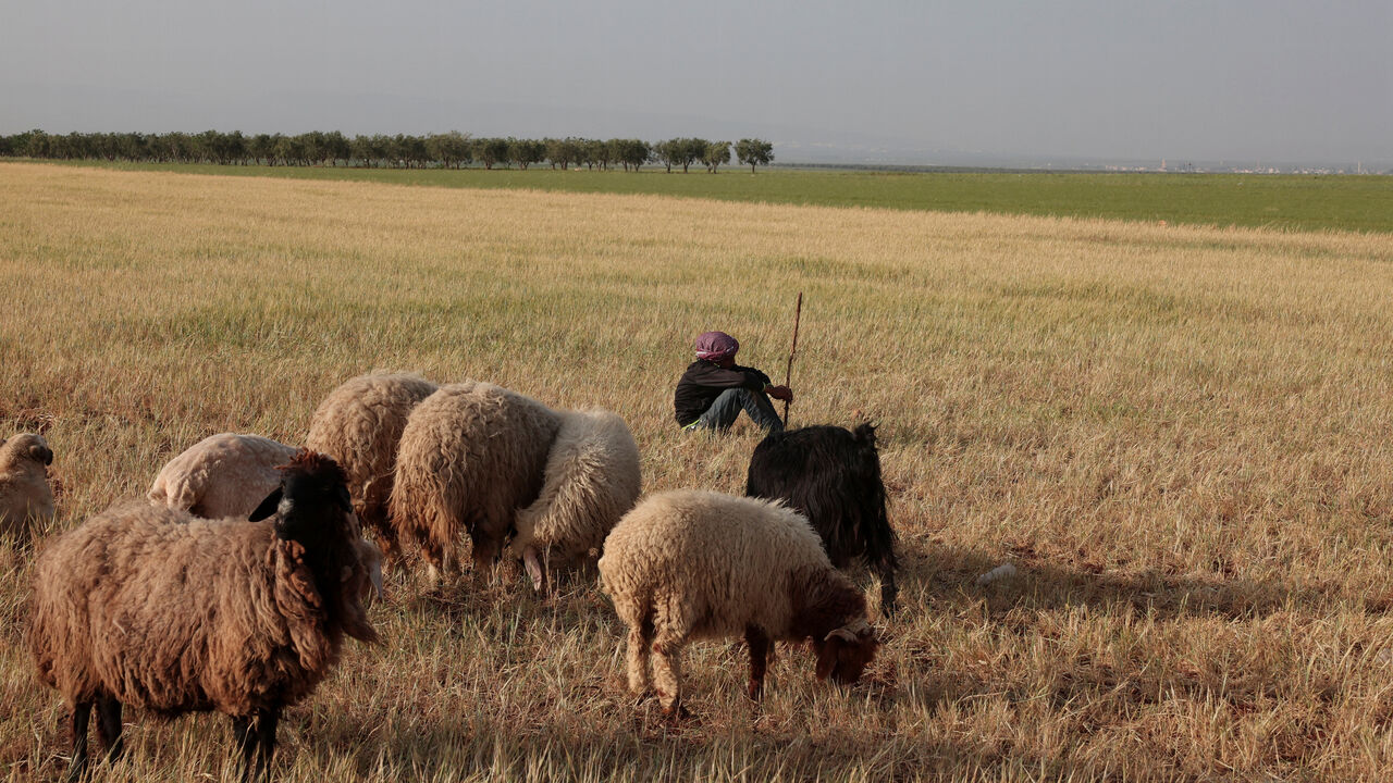 A shepherd sits near his sheep in a wheat field in Aleppo countryside, Syria, May 8, 2025. REUTERS/Mahmoud Hassano