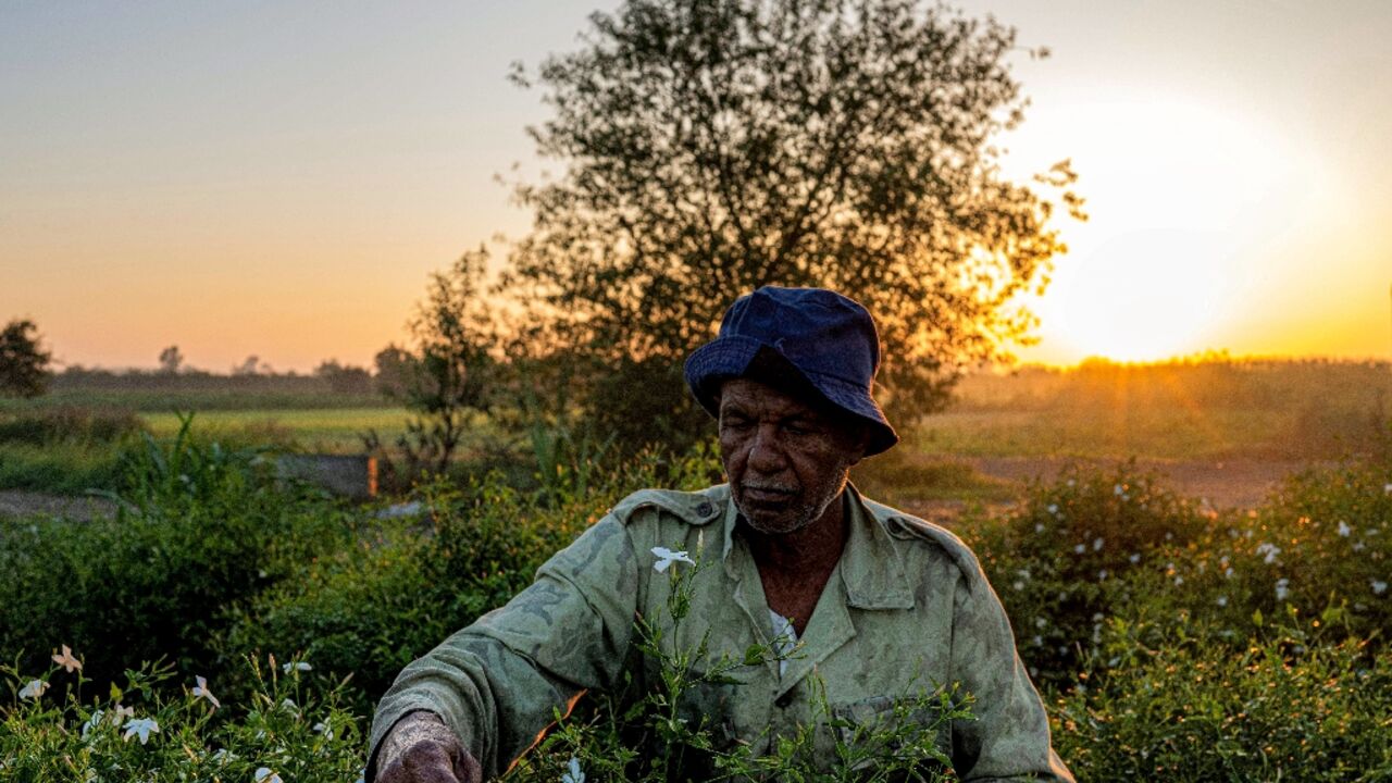 Climate change is driving down the yield of jasmine farmers, who struggle to make a living in Egypt's precarious economy Climate change is driving down the yield of jasmine farmers, who struggle to make a living in Egypt's precarious economy