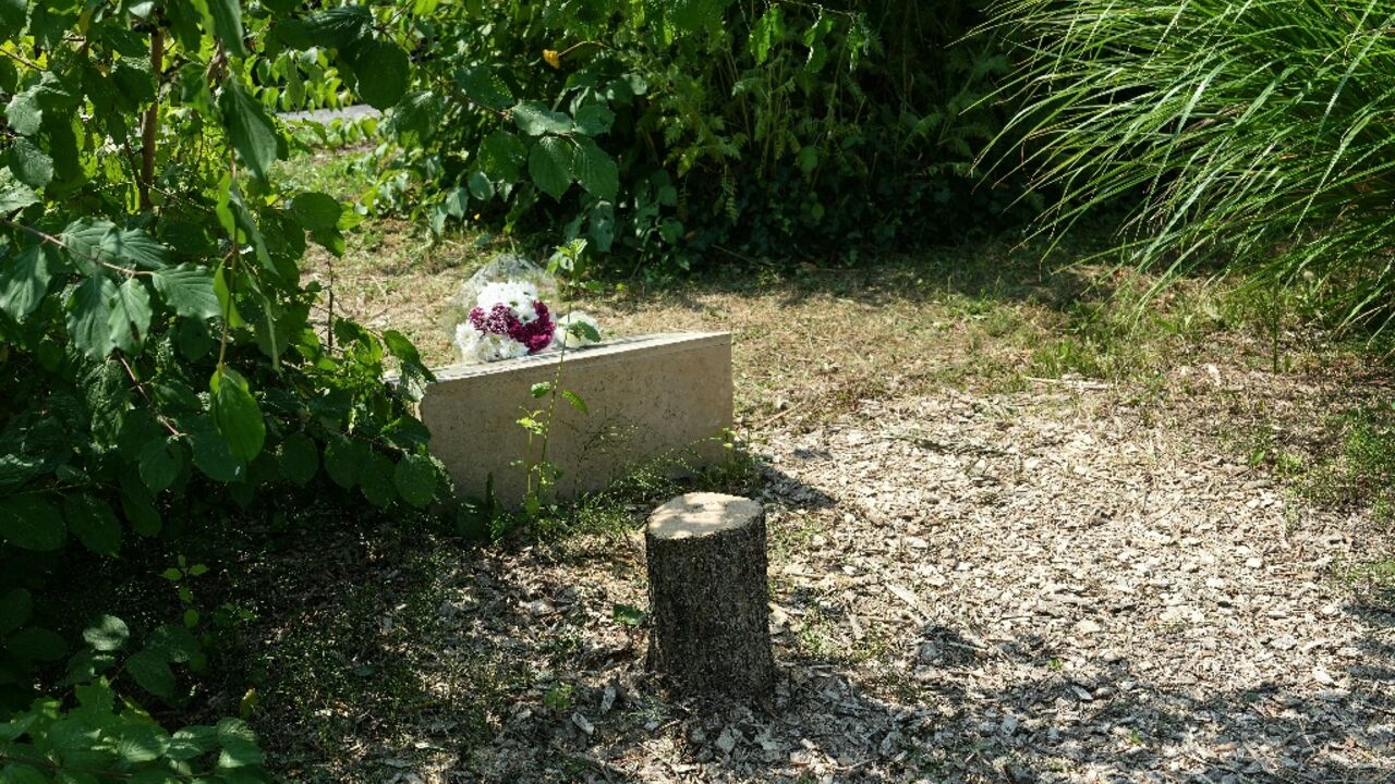 An olive tree, planted in 2011 in Ilan Halimi's memory, was cut down, probably with a chainsaw, in the northern Paris suburb of Epinay-sur-Seine An olive tree, planted in 2011 in Ilan Halimi's memory, was cut down, probably with a chainsaw, in the northern Paris suburb of Epinay-sur-Seine