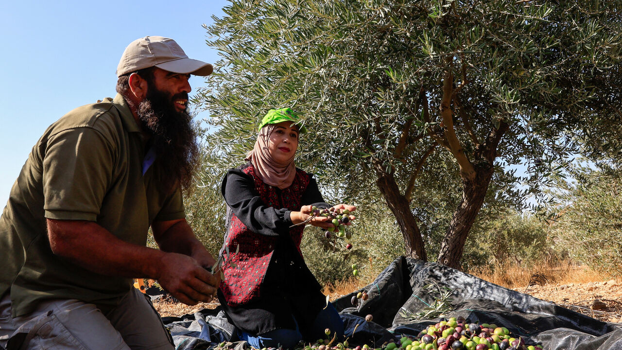 Palestinians hold olives during harvest season, in the village of Maniya, near Bethlehem, in the Israeli-occupied West Bank, October 22, 2025. REUTERS/Mussa Qawasma