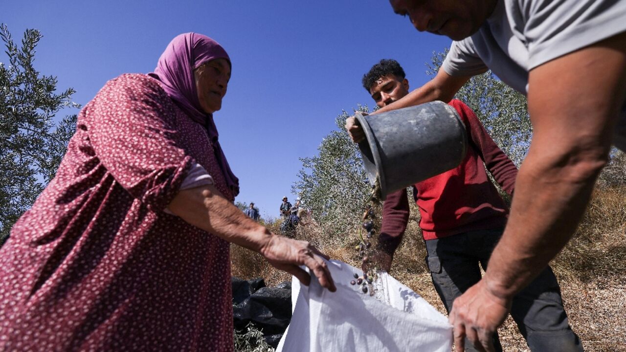 Palestinians harvest olives in the occupied West Bank village of Turmus Ayya Palestinians harvest olives in the occupied West Bank village of Turmus Ayya