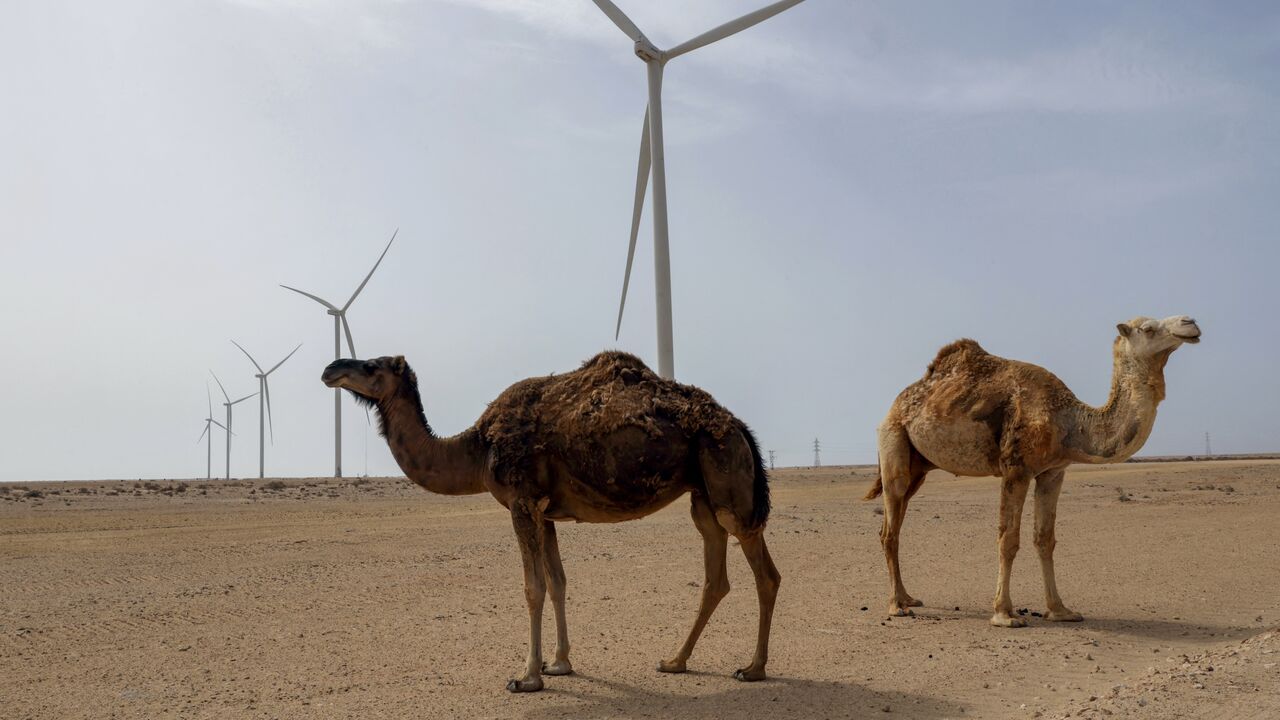 Camels roam next to wind turbines that will supply power to a desalination plant under construction in Dakhla in the disputed Western Sahara, mostly controlled by Morocco, on May 26, 2025.