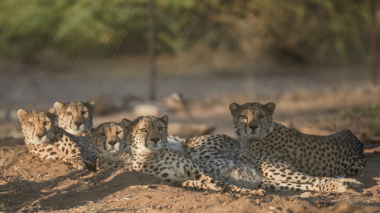 The long, slender, spotted felines yawn, stretch, and purr loudly as the staff approach the vast, highly protected complex run by Cheetah Conservation Fund (CCF) in the Geed-Deeble savannah of Somaliland