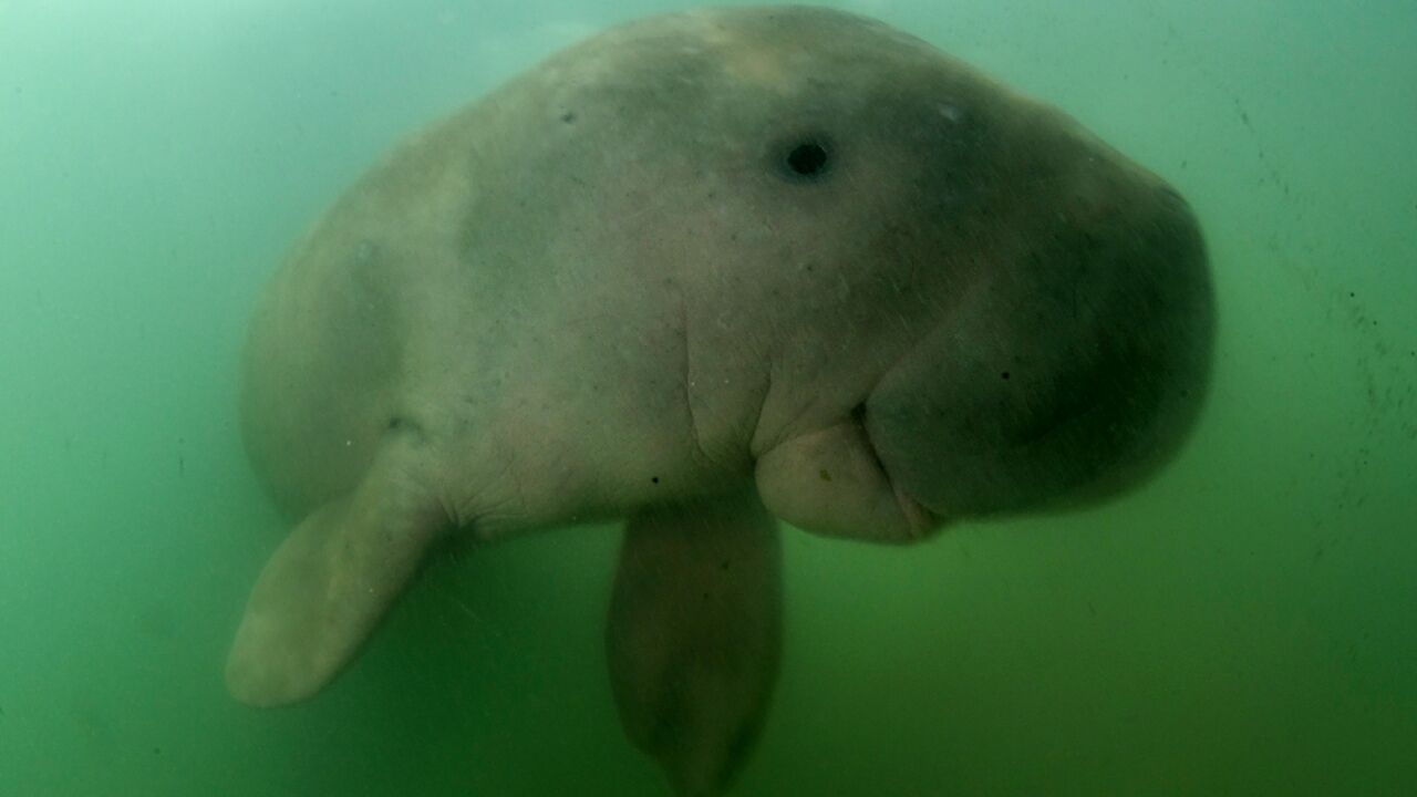 The Persian Gulf hosts the world's second-largest population of dugongs, herbivorous marine mammals listed as vulnerable, with an estimated 5,000 to 7,500 individuals