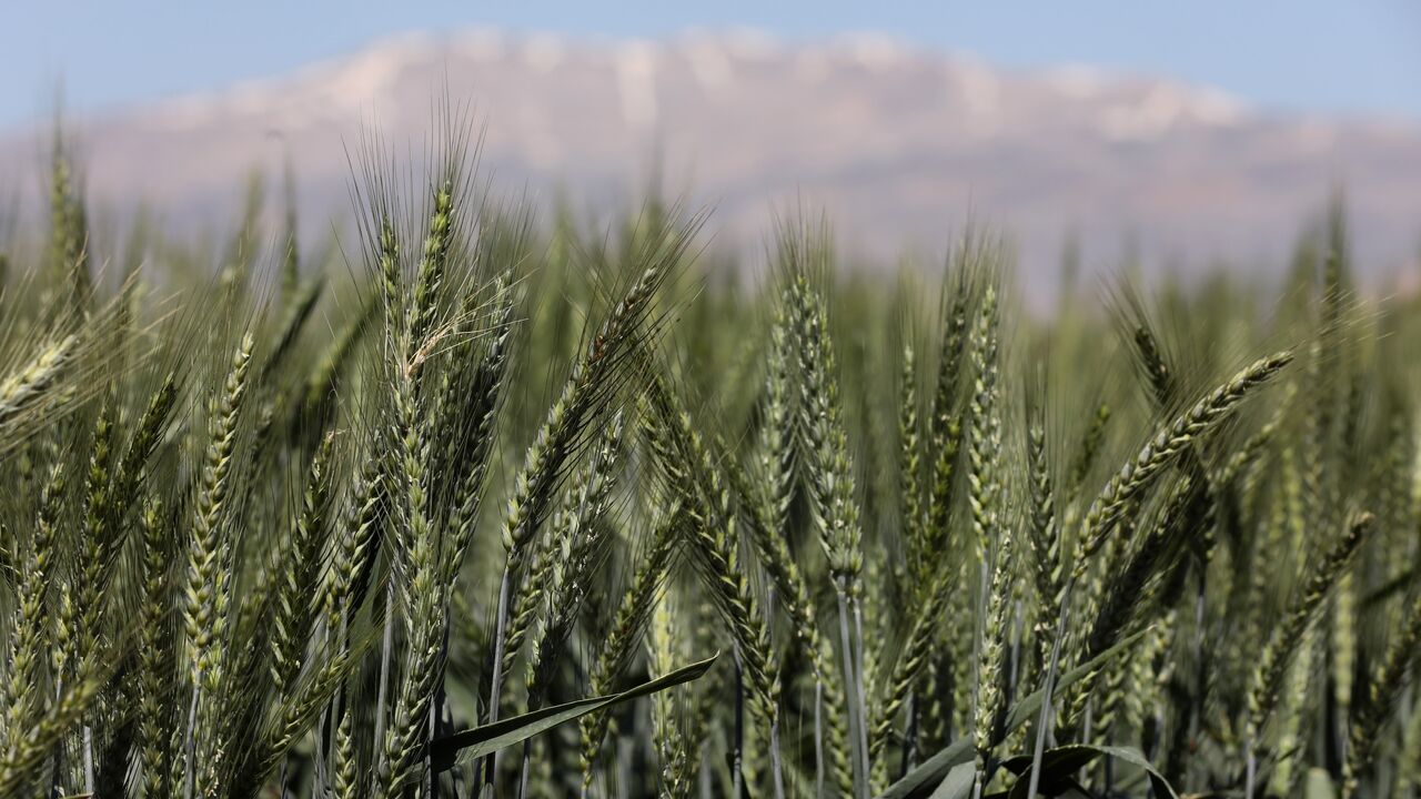 Crops of wheat and barley in Terbol village on May 10, 2022, in Bekaa Valley, Lebanon. 