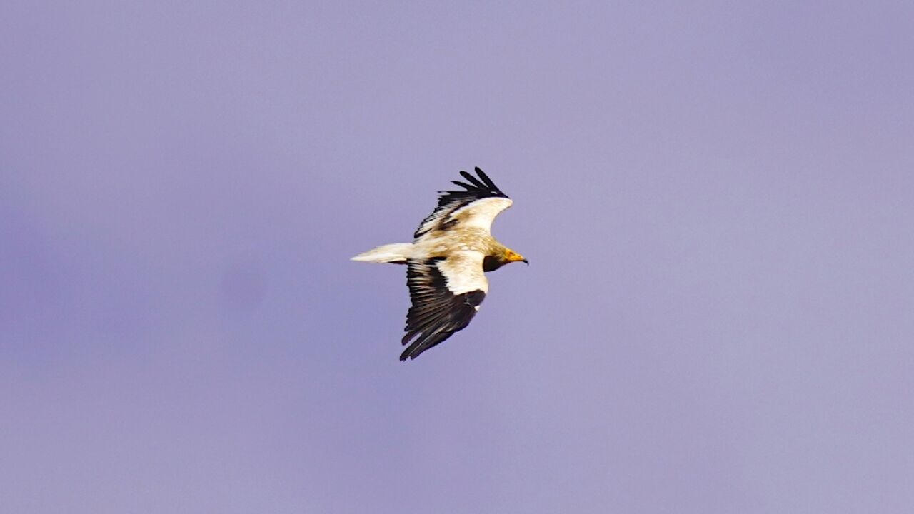 An Egyptian vulture flies over Gjirokaster, Albania