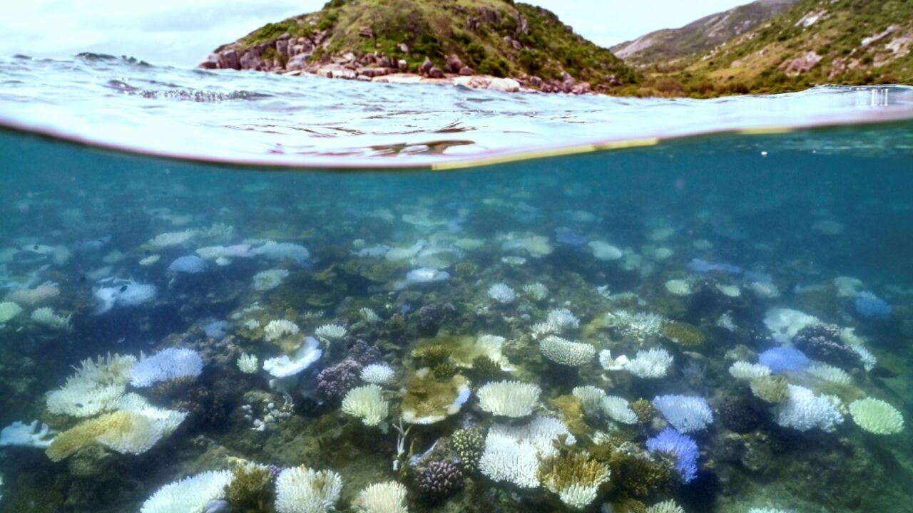 In the first global assessment of its kind, the IUCN classified 96 percent of the planet's coral reef systems as "critically endangered" -- the organisation's highest risk category