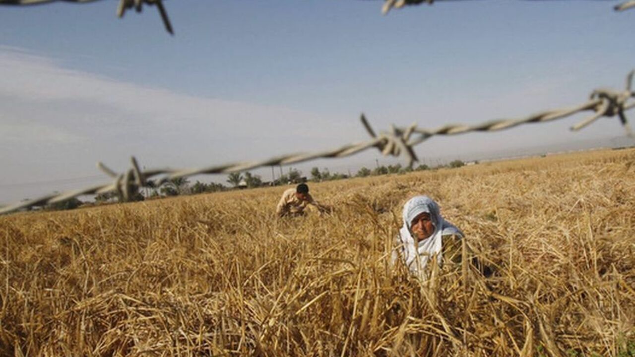 Palestinian farmers harvest wheat on a farm in Khan Younis Palestinian farmers harvest wheat on a farm in Khan Younis on the southern Gaza Strip May 6, 2012. REUTERS/Ibraheem Abu Mustafa (GAZA - Tags: SOCIETY AGRICULTURE BUSINESS)