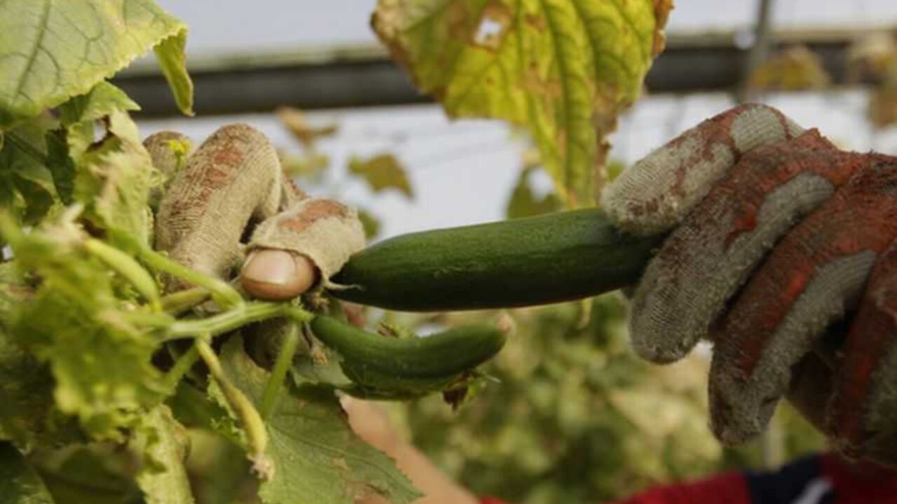 A Palestinian worker picks cucumbers growing in a greenhouse in Jenin A Palestinian worker picks cucumbers growing in a greenhouse to be sold in a local market in the West bank city of Jenin March 6, 2012. REUTERS/Ammar Awad (WEST BANK - Tags: AGRICULTURE SOCIETY FOOD)