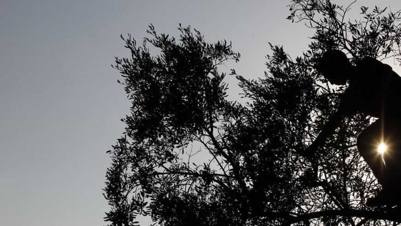 Palestinians pick olives in their orchard near Hebron Palestinians, members of the Fatafta family, are silhouetted against the sun as they pick olives in their orchard during harvest season in West Bank village of Idna, near Hebron October 14, 2012. Reuters/Ammar Awad (WEST BANK - Tags: AGRICULTURE FOOD) - RTR3958I