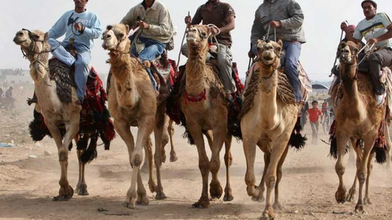 Palestinians ride camels during a competition in Dear al-Balah Palestinians ride camels during a competition in Dear al-Balah in the southern Gaza Strip May 15, 2009. REUTERS/Suhaib Salem (GAZA SPORT SOCIETY) - RTXHBGR