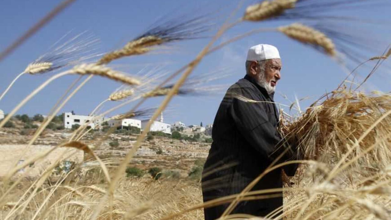 A Palestinian harvests wheat near Nablus A Palestinian harvests wheat in the West Bank village of Luban al-Sharkiya near Nablus June 27, 2012. REUTERS/Mohamad Torokman (WEST BANK - Tags: SOCIETY AGRICULTURE) - RTR347LX