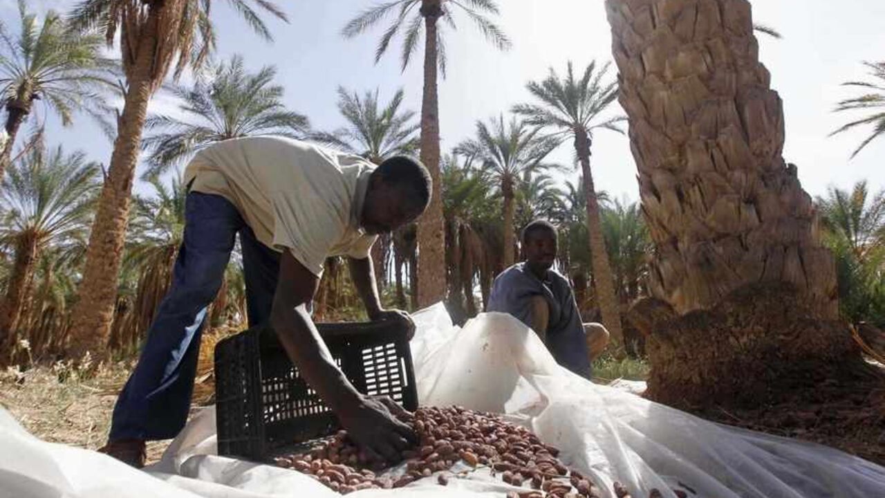 ALGERIA A farmer sorts dates collected from palm trees during the harvest period at a plantation in Ouargla, 800 km (497 miles) southeast of the capital Algiers October 26, 2010. REUTERS/Louafi Larbi (ALGERIA - Tags: AGRICULTURE BUSINESS) - RTXTV6A