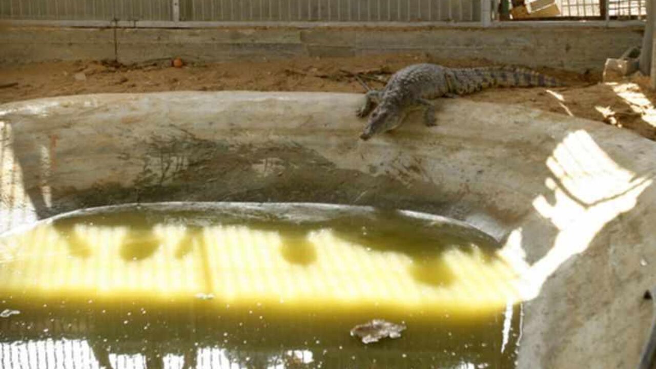 Shadows of people are cast against the water as a crocodile enters its enclosure at a zoo in the northern Gaza Strip Shadows of people are cast against the water as a crocodile enters its enclosure at a zoo in the northern Gaza Strip November 6, 2012. A crocodile on the run from a Gaza zoo for the past 18 months has finally been captured, police said on Tuesday.The 1.8 metre (6 foot)-long reptile was spotted several weeks ago in sewage pools in the northern Gaza Strip, and villagers complained he had been eating their livestock. Police called in fishermen, who netted the crocodile on Monday. REUTERS/Ahmed Zakot (GAZA - Ta